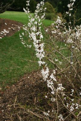 Abeliophyllum distichum (White-forsythia), inflorescence