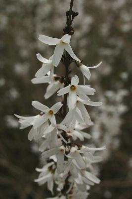 Abeliophyllum distichum (White-forsythia), flower, throat