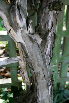 Actinidia arguta (Hardy Kiwi), bark, mature