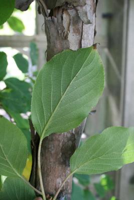 Actinidia arguta (Hardy Kiwi), leaf, lower surface