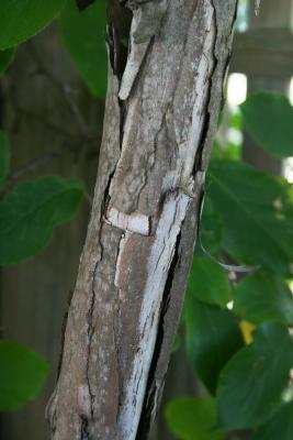 Actinidia arguta (Hardy Kiwi), bark, mature