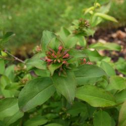 Abelia mosanensis (Fragrant Abelia), bud, flower