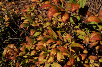 Abelia biflora (Twinflower Abelia), leaf, fall