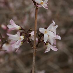 Abeliophyllum distichum 'Roseum' (Pink-flowered White-forsythia), flower, full
