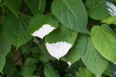 Actinidia kolomikta (Hardy Kiwi), leaf, summer
