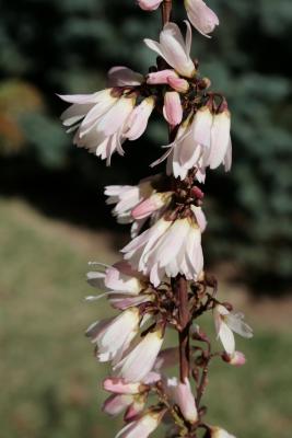 Abeliophyllum distichum (White-forsythia), flower, full, inflorescence