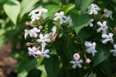 Abelia mosanensis (Fragrant Abelia), inflorescence