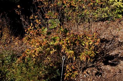 Abelia biflora (Twinflower Abelia), habit, fall