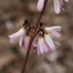 Abeliophyllum distichum 'Roseum' (Pink-flowered White-forsythia), flower, side