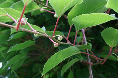 Actinidia arguta (Hardy Kiwi), bud, flower