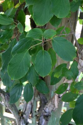 Actinidia arguta (Hardy Kiwi), Leaf, summer, leaf, upper surface