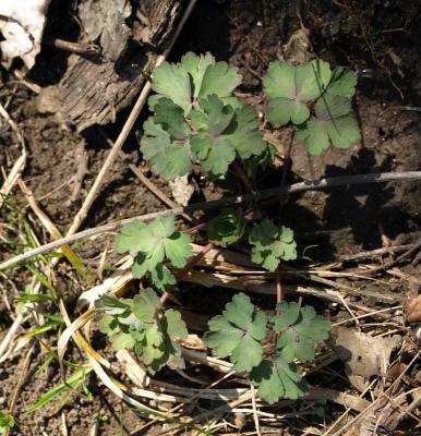 Aquilegia canadensis (Columbine), habit, spring