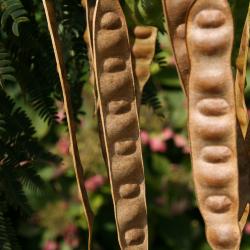 Albizia julibrissin (Silk-tree), fruit, mature