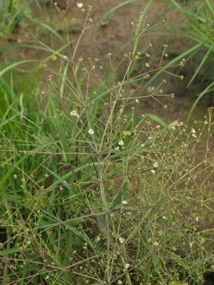 Alisma subcordatum (Common Water-plantain), inflorescence