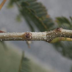 Albizia julibrissin (Silk-tree), bud, lateral
