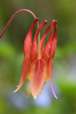 Aquilegia canadensis (Columbine), flower, side