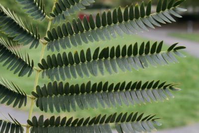 Albizia julibrissin (Silk-tree), leaf, upper surface