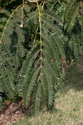 Albizia julibrissin (Silk-tree), leaf, summer