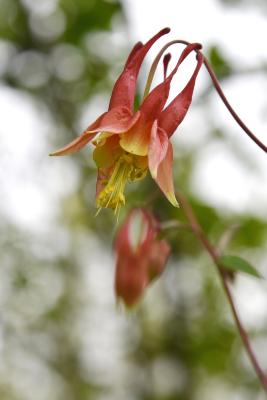 Aquilegia canadensis (Columbine), flower, full