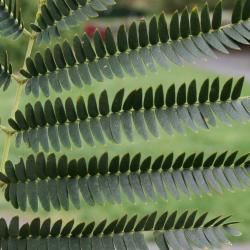 Albizia julibrissin (Silk-tree), leaf, upper surface