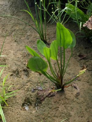 Alisma subcordatum (Common Water-plantain), leaf, summer