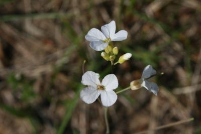 Arabidopsis lyrata subsp. lyrata (Rock Cress), flower, full