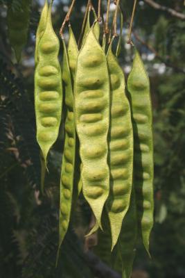 Albizia julibrissin (Silk-tree), fruit, immature