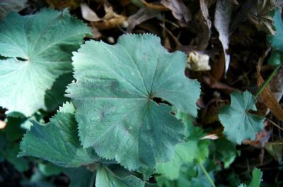 Alchemilla mollis (Lady's Mantle), leaf, upper surface