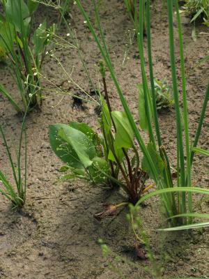 Alisma subcordatum (Common Water-plantain), habit, summer