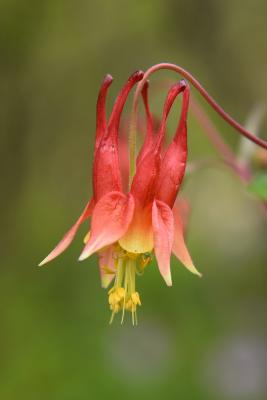 Aquilegia canadensis (Columbine), flower, side