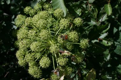 Angelica ampla (Giant Angelica), inflorescence