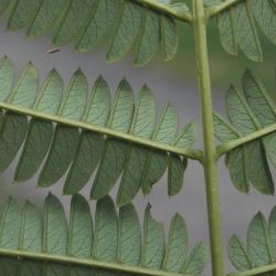 Albizia julibrissin (Silk-tree), leaf, lower surface