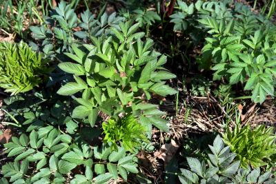 Angelica atropurpurea (Great Angelica), leaf, spring