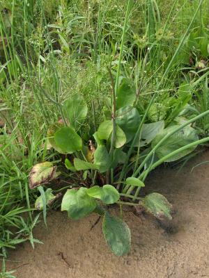 Alisma subcordatum (Common Water-plantain), habit, summer