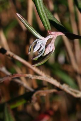 Andromeda polifolia var. latifolia (bog-rosmary), bud, flower