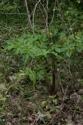 Angelica atropurpurea (Great Angelica), habit, spring