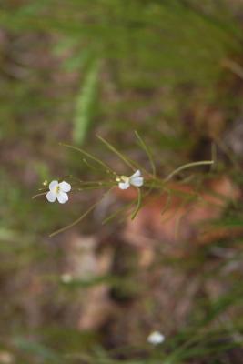 Arabidopsis lyrata subsp. lyrata (Rock Cress), flower, full