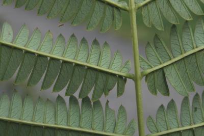 Albizia julibrissin (Silk-tree), leaf, lower surface