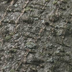 Albizia julibrissin (Silk-tree), bark, trunk