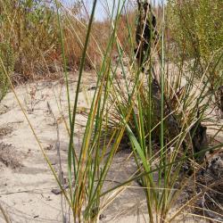 Ammophila breviligulata (Marram Grass), habit, fall