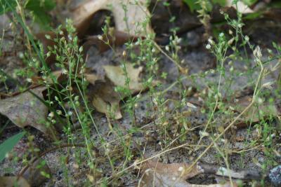 Arenaria serpyllifolia (Thyme-leaved Sandwort), habit, summer
