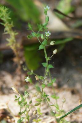 Arenaria serpyllifolia (Thyme-leaved Sandwort), flower, full
