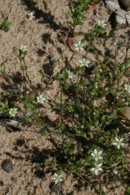 Arenaria serpyllifolia (Thyme-leaved Sandwort), habit, spring, flower, full