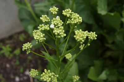 Armoracia rusticana 'Variegata' (Variegated Horseradish), bud, flower