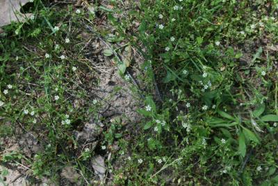 Arenaria serpyllifolia (Thyme-leaved Sandwort), habitat, habit, spring