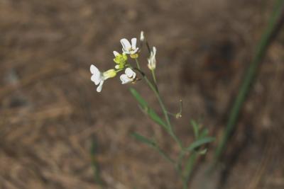 Arabidopsis lyrata subsp. lyrata (Rock Cress), inflorescence