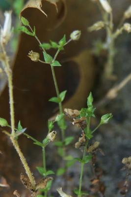 Arenaria serpyllifolia (Thyme-leaved Sandwort), fruit, mature