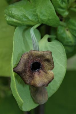 Aristolochia durior (Dutchman's Pipe), flower, throat