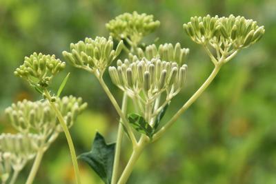 Arnoglossum atriplicifolium (Pale Indian-plantain), bud, flower
