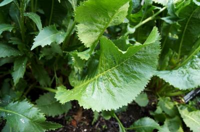 Armoracia rusticana 'Variegata' (Variegated Horseradish), leaf, upper surface